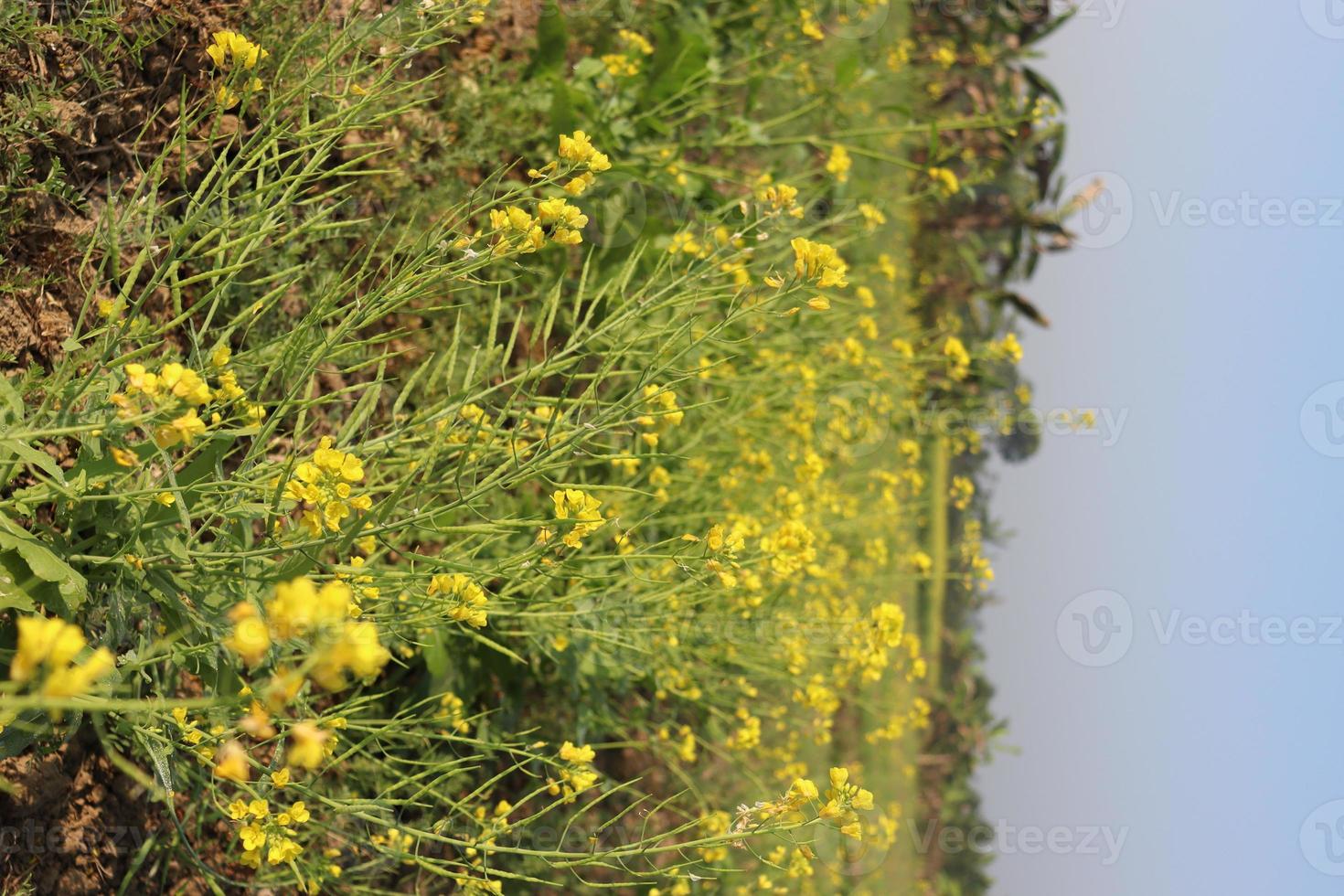 fiore di senape di colore giallo solido foto