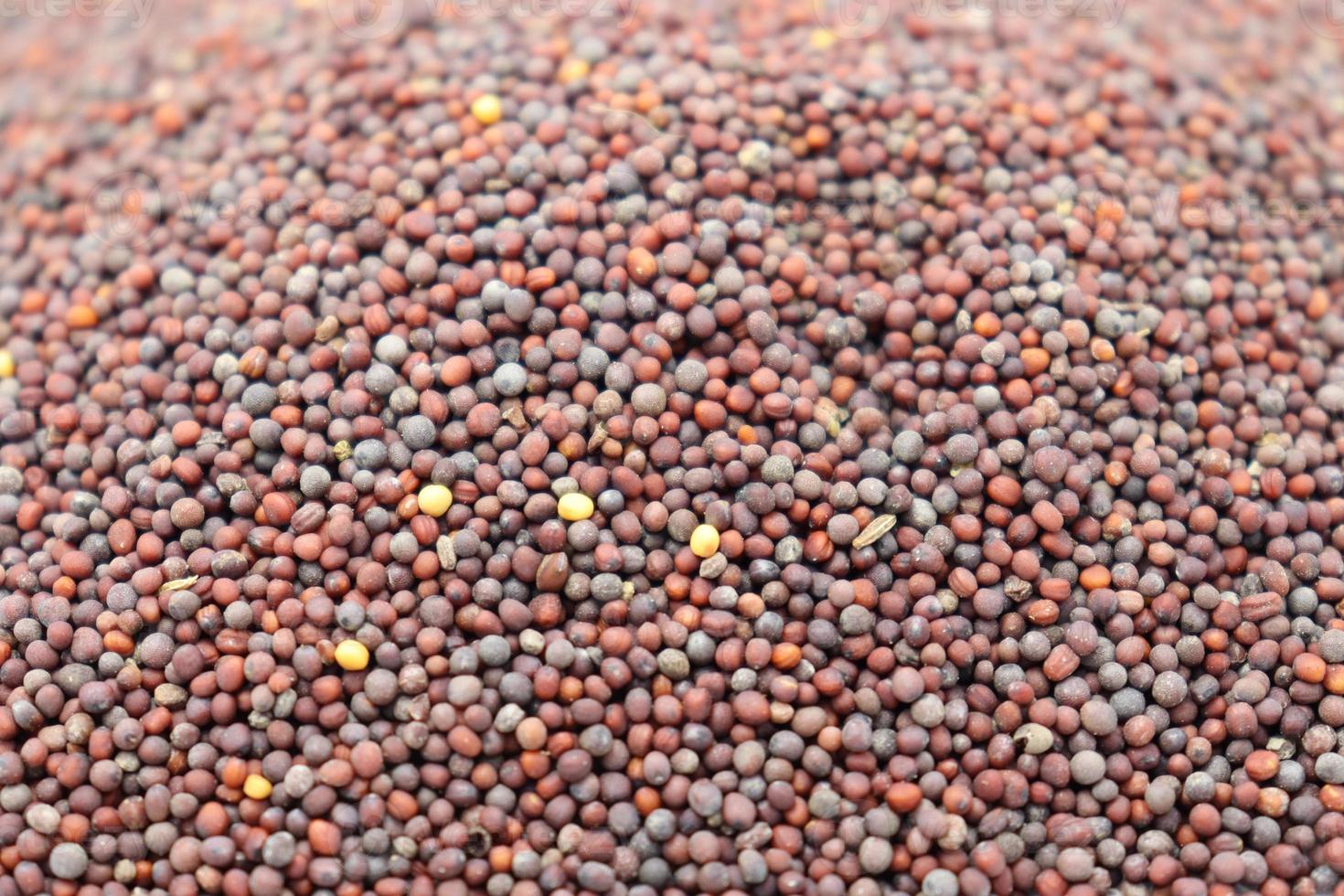 brodo di senape sano e piccante foto