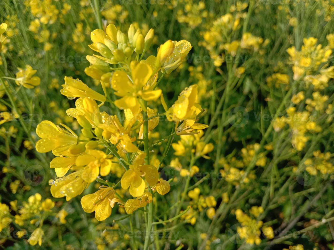 fiore di senape di colore giallo solido foto