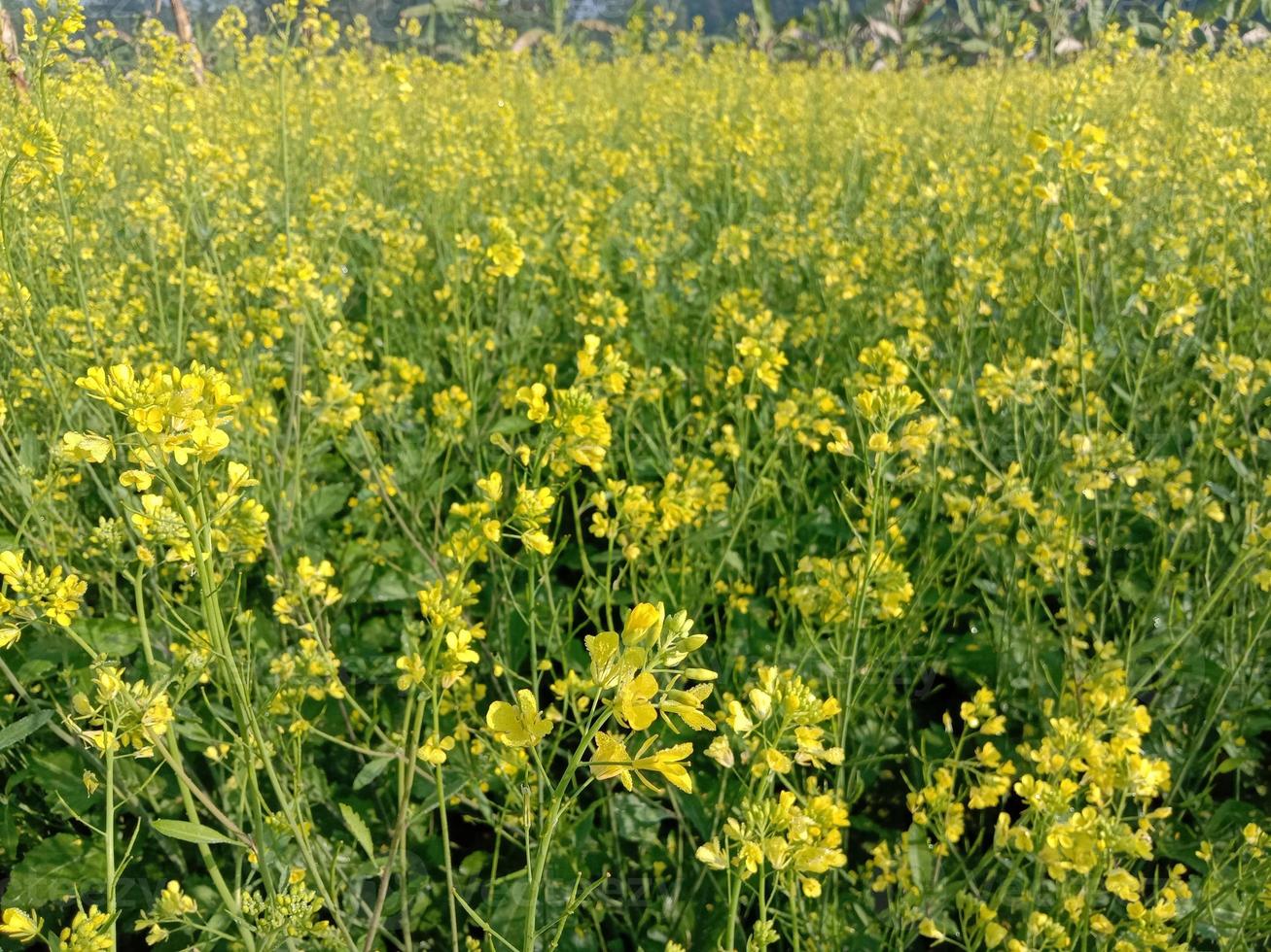 fiore di senape di colore giallo solido foto