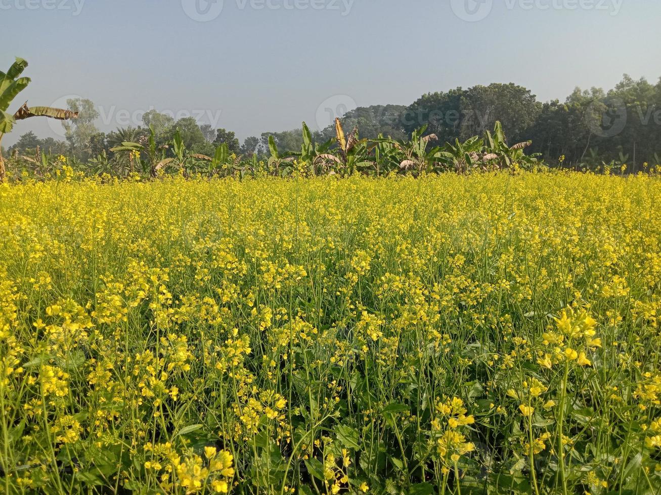 fiore di senape di colore giallo solido foto