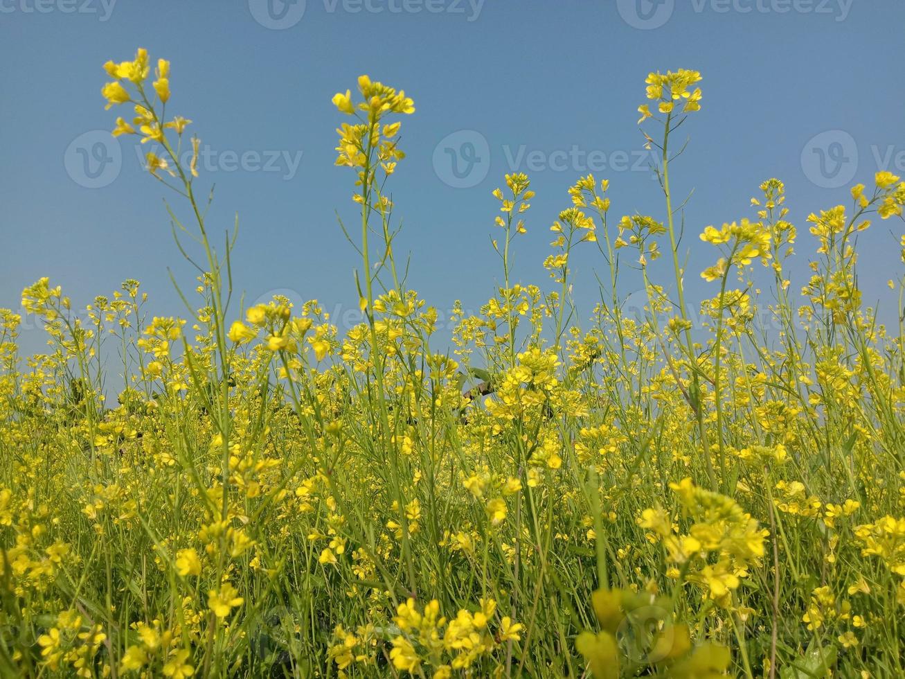 fiore di senape di colore giallo solido foto