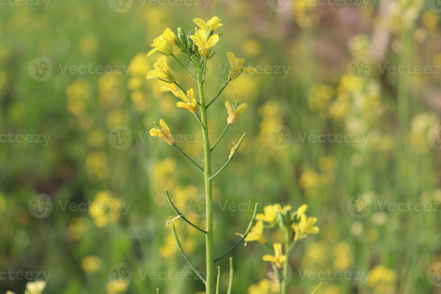 fiore di senape di colore giallo solido foto