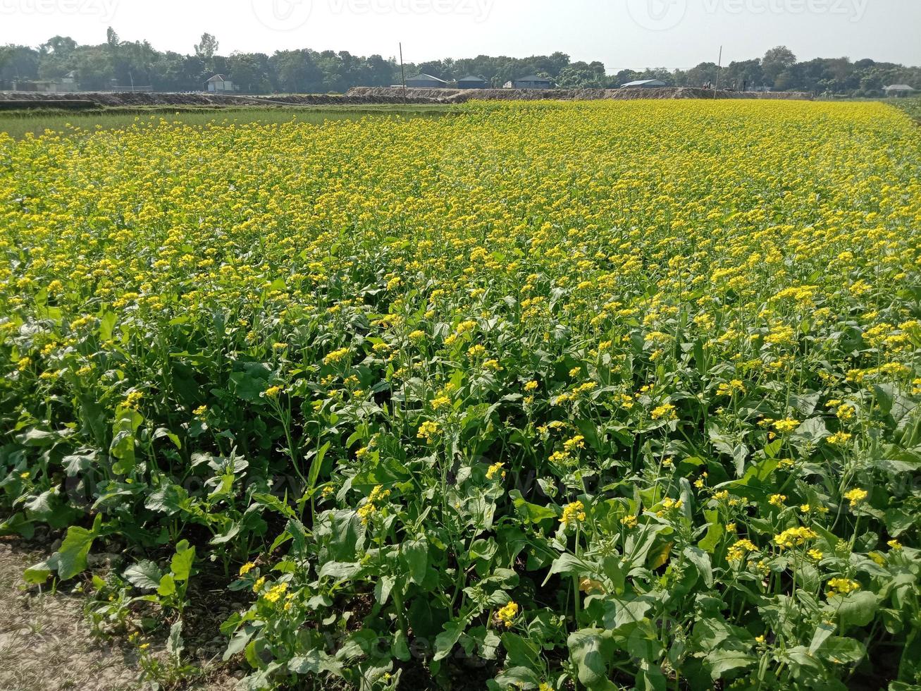 fiore di senape di colore giallo solido foto