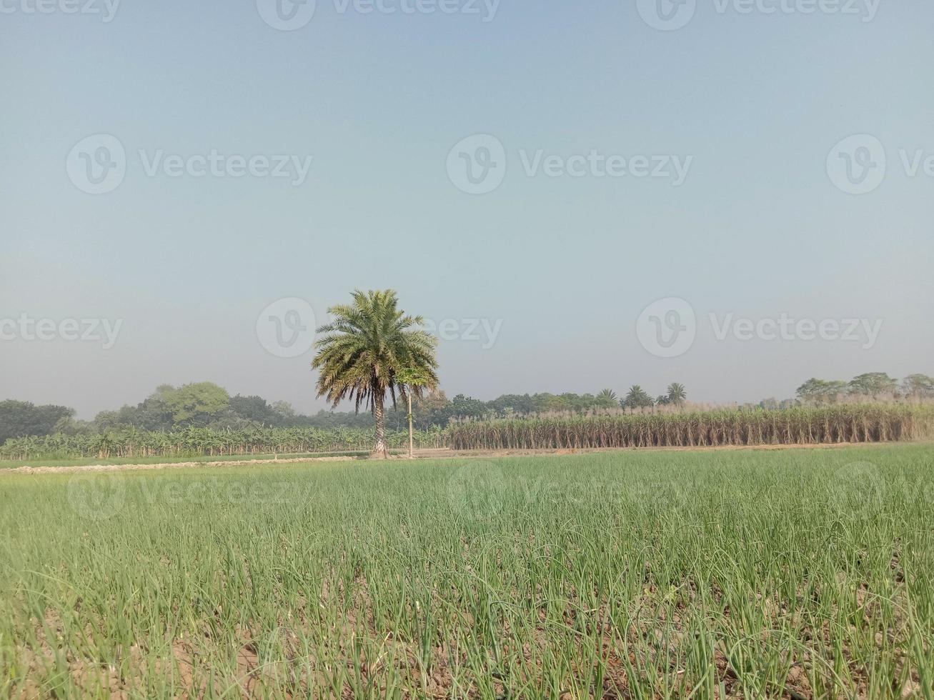 raccolto di cipolla di colore verde su fermo foto