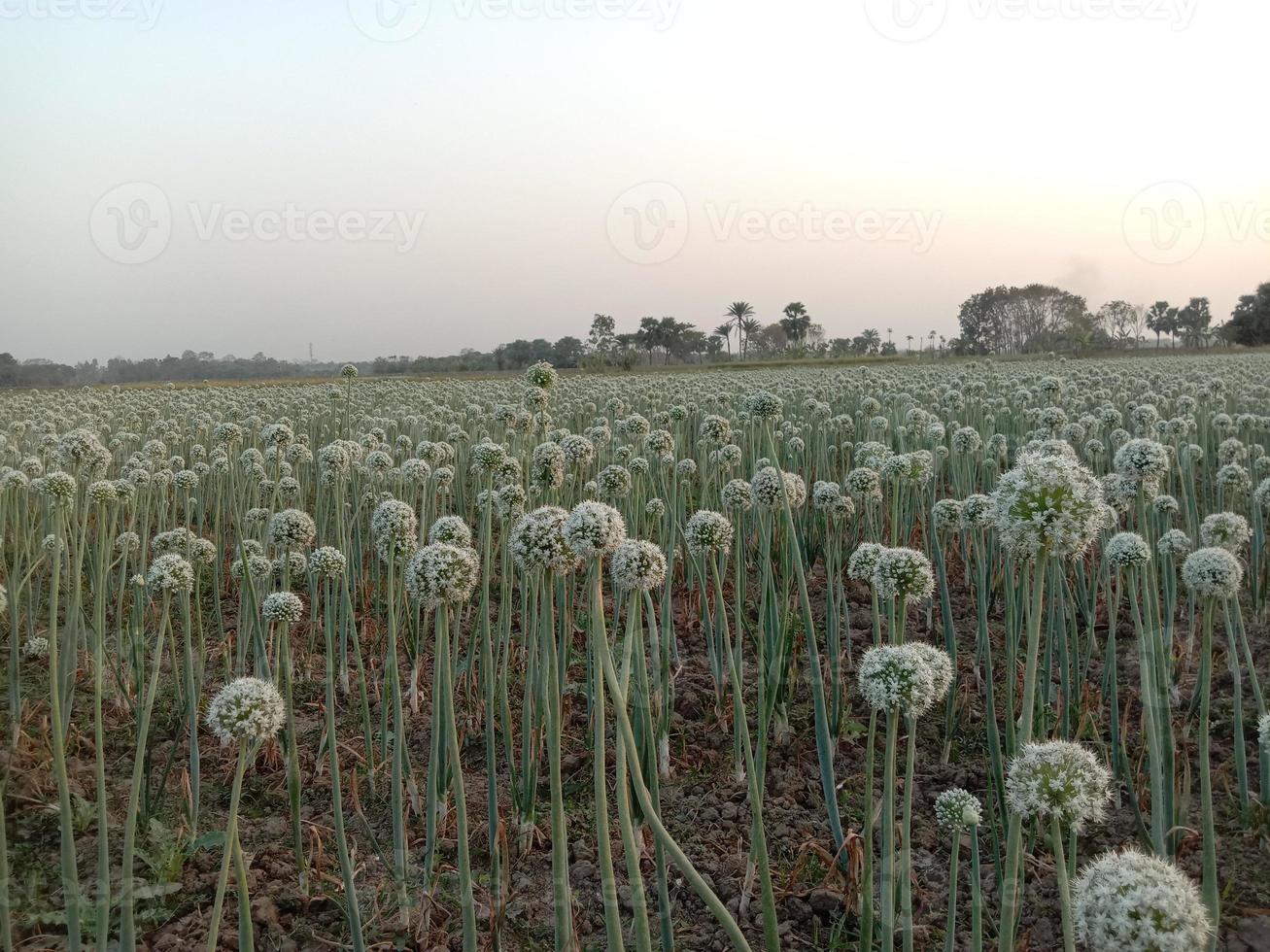 fiore di cipolla di colore bianco su fermo foto