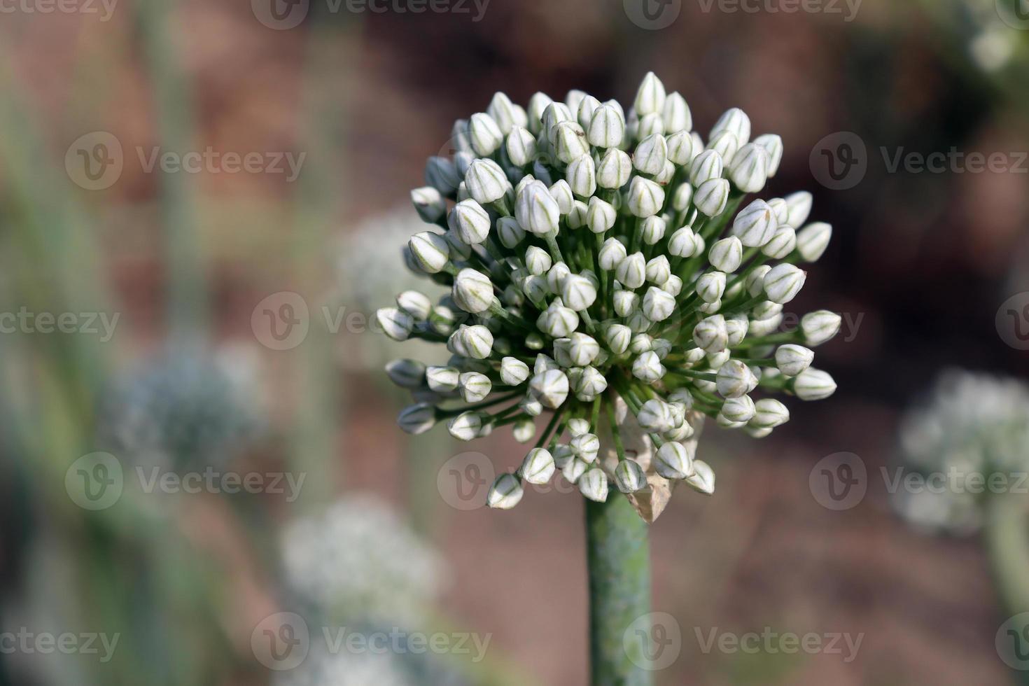 fiore di cipolla di colore bianco su fermo foto