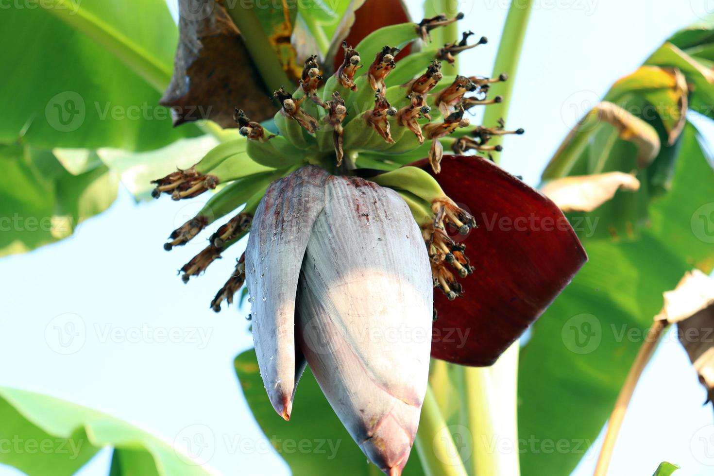 fiore di banana con albero in azienda on foto