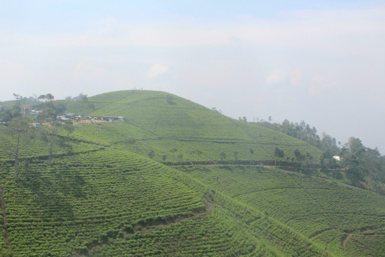 tè piantagione nel legge montagna, Indonesia foto