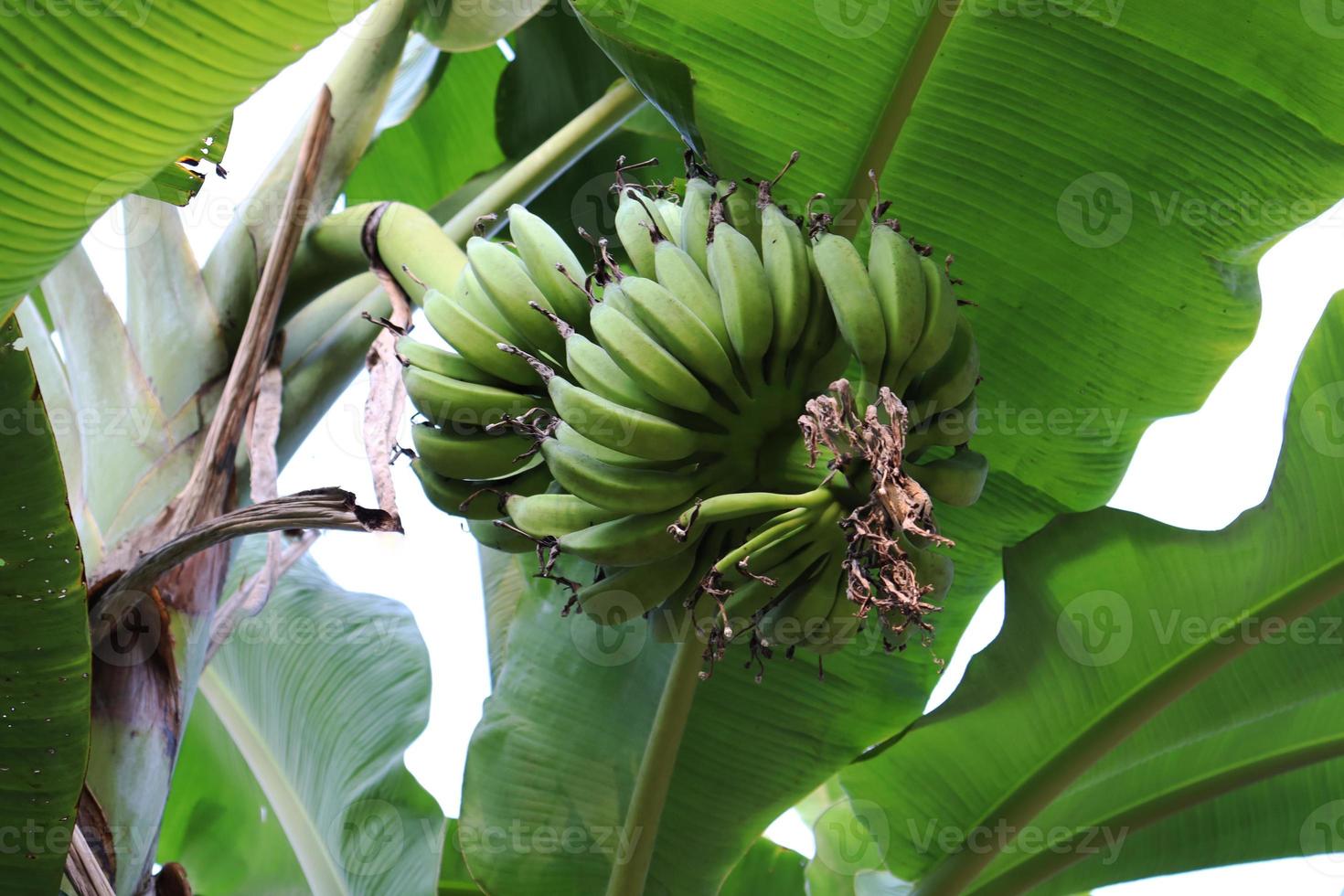 mazzo di banane crude sane sull'albero foto