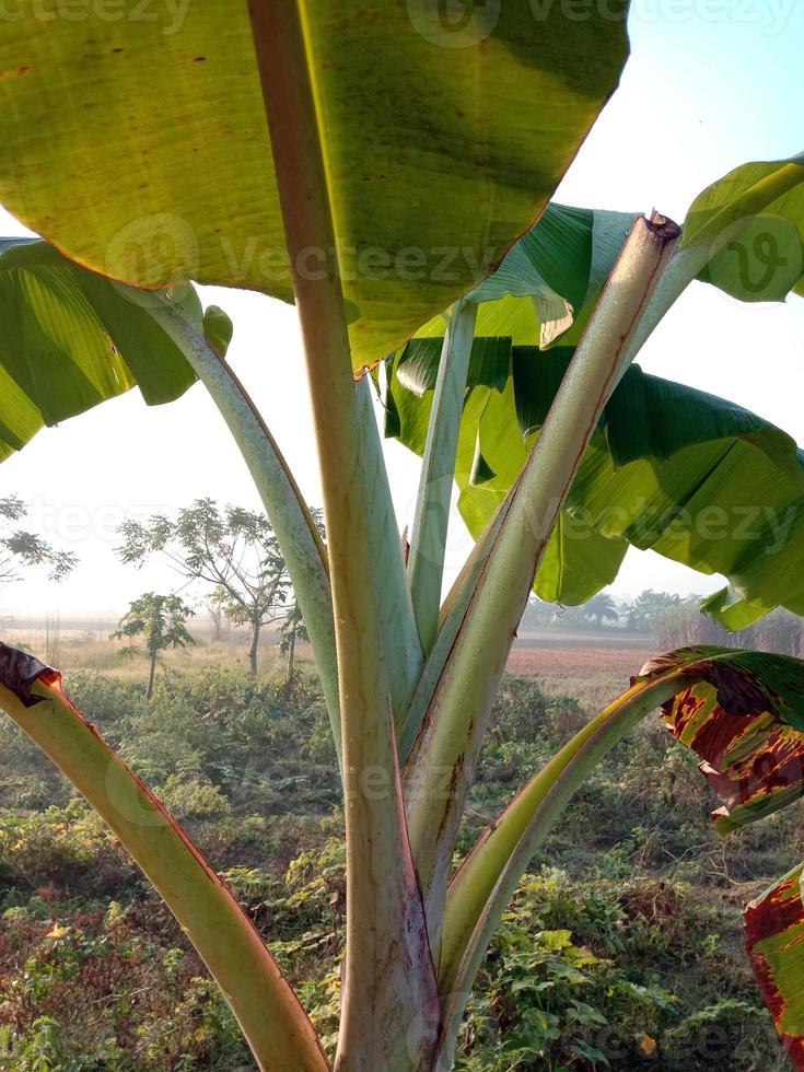 primo piano di foglia di banana di colore verde foto