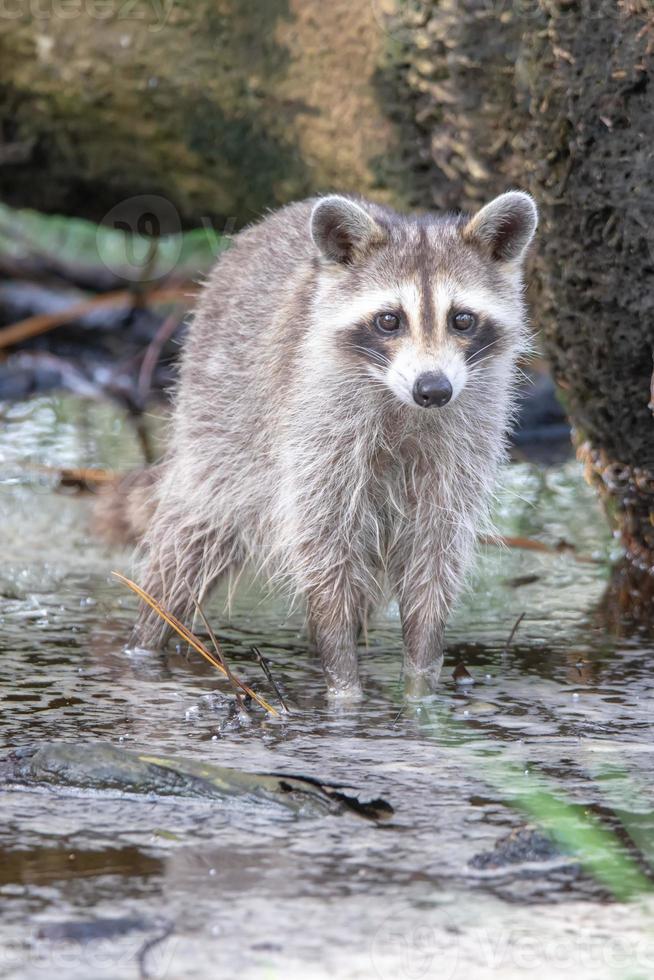 procione che guada in una pozzanghera in cerca di cibo foto