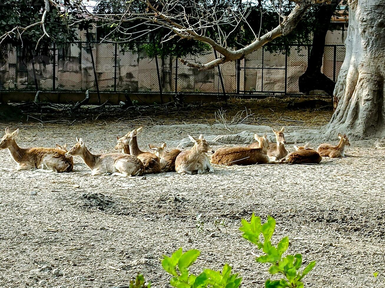 cervo seduta nel gruppo nel fortuna ora zoo nel India foto