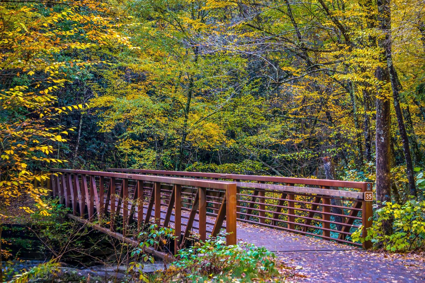 viste lungo il sentiero dei rampicanti della Virginia durante l'autunno foto