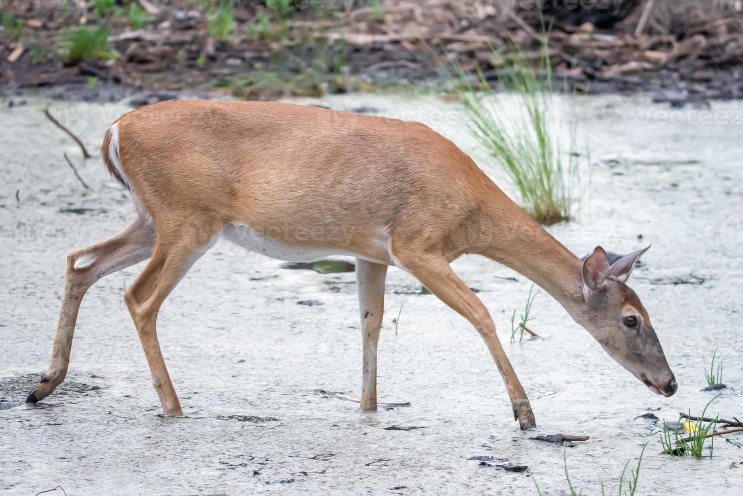 cervo dalla coda bianca che vaga per una fitta foresta vicino all'acqua foto