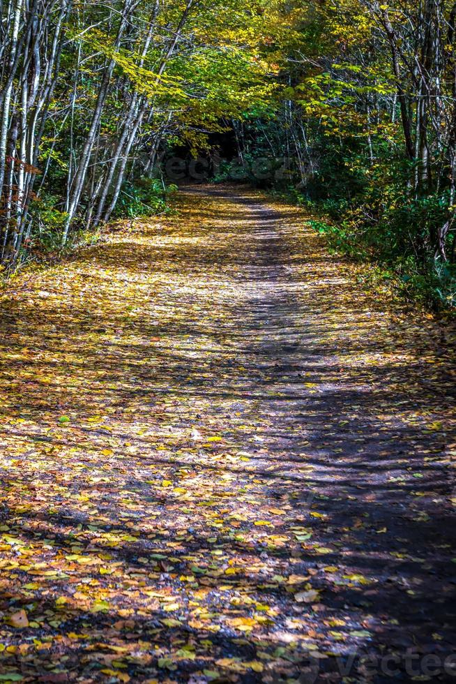 viste lungo il sentiero dei rampicanti della Virginia durante l'autunno foto