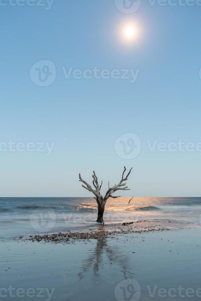 scene intorno all'isola di caccia della Carolina del Sud in estate foto