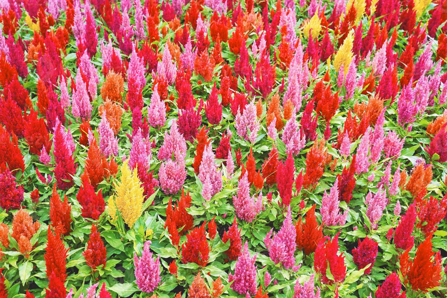 fiore di cresta di gallo piumato colorato o fiore di celosia argentea foto