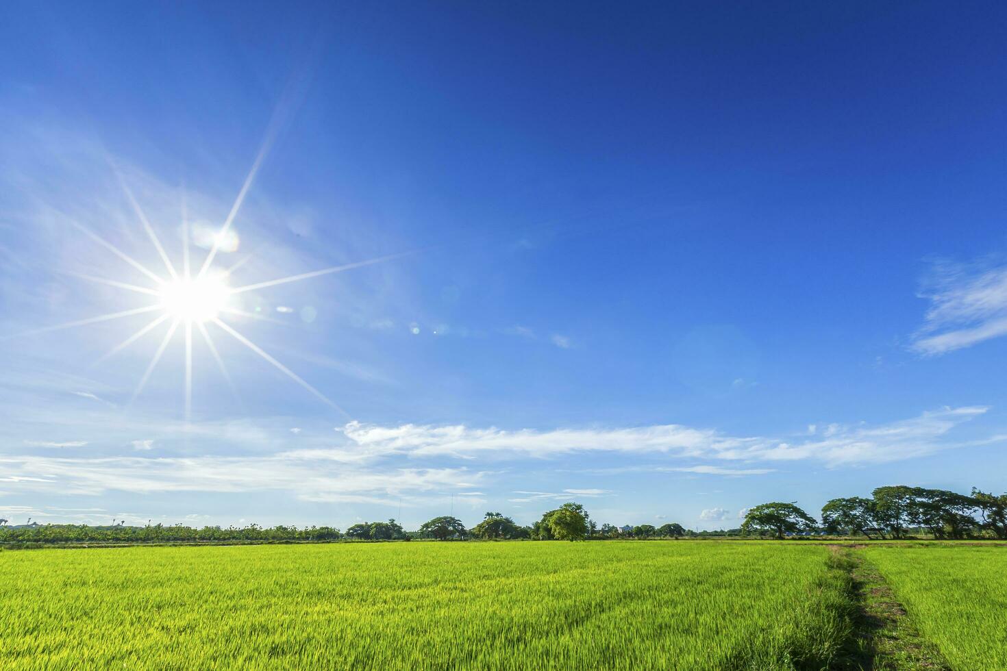 bellissimo campo di grano verde con soffici nuvole sullo sfondo del cielo. foto