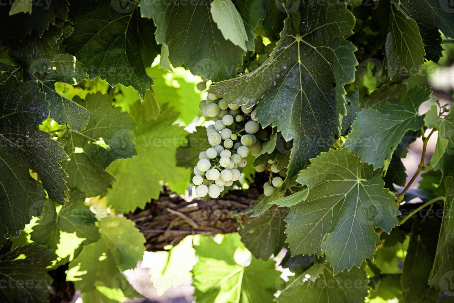 campo di vino per fare il vino foto