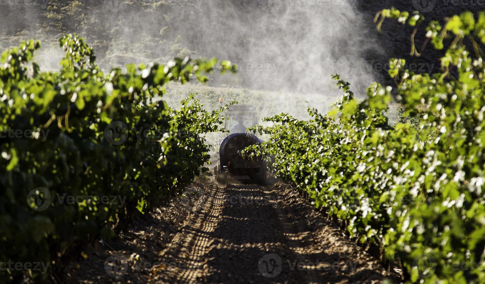 campo di vino per fare il vino foto