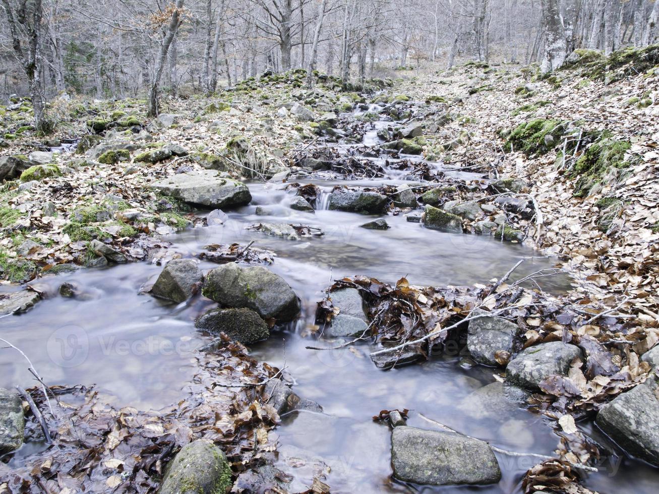 ruscello in una sorgente di foresta foto