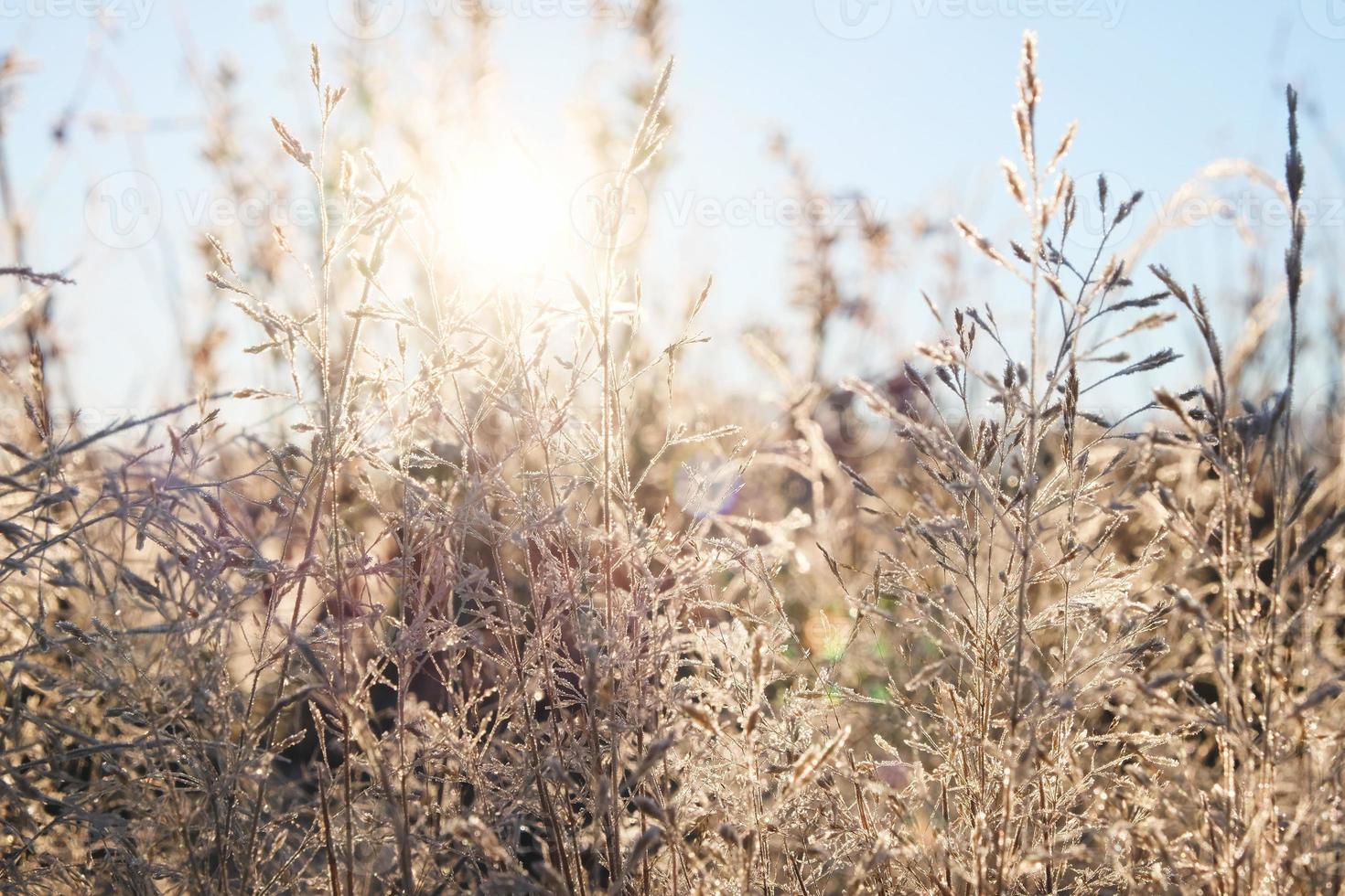 erba al gelo. gelo sull'erba al sole del mattino. sfondo di piante naturali invernali foto