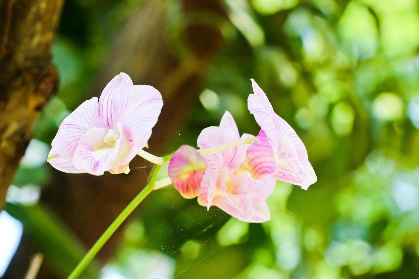 primo piano delle orchidee viola luminose foto