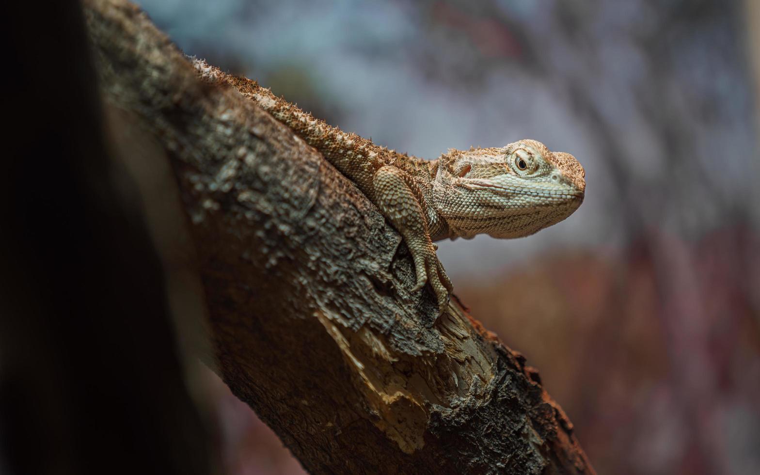 drago di rango sul ramo foto