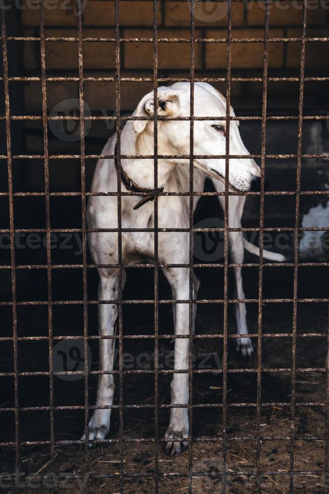 cani abbandonati e in gabbia foto