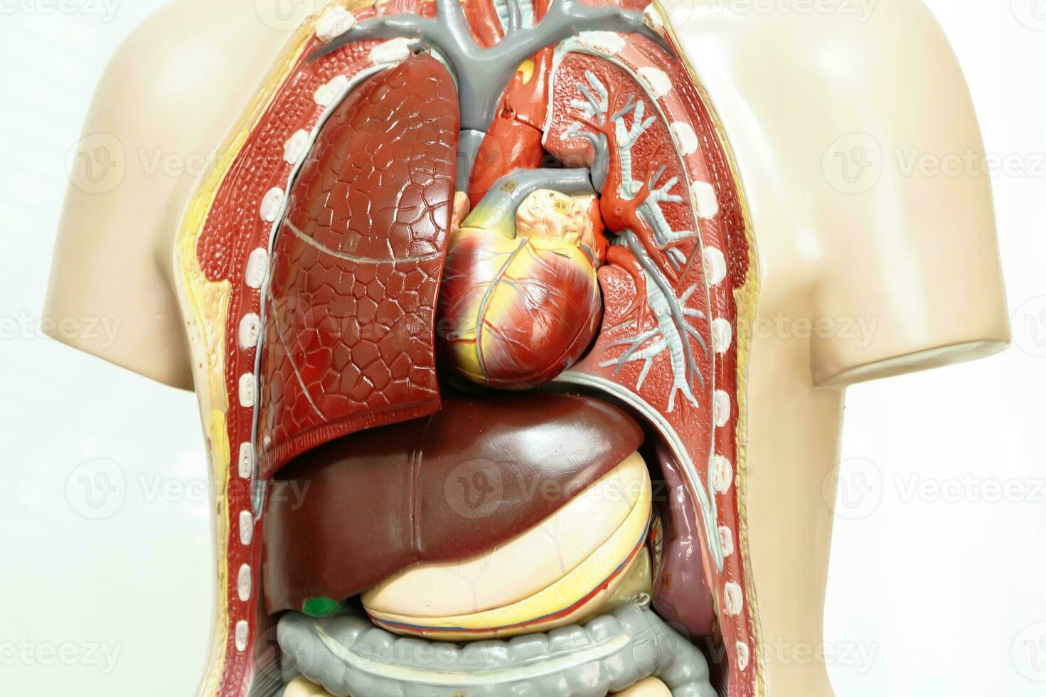 umano corpo anatomia organo modello isolato su bianca sfondo con ritaglio sentiero per studia formazione scolastica medico corso. foto