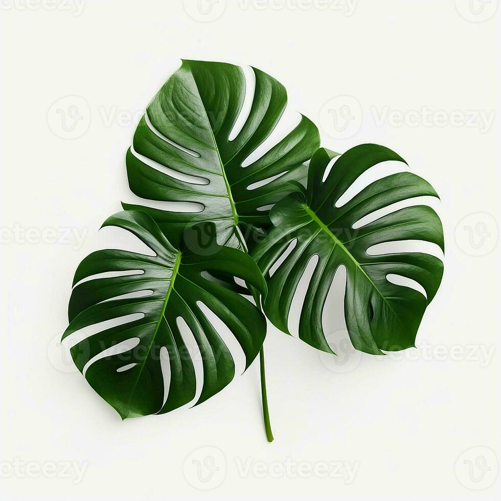 tropicale verde Monstera le foglie isolato su bianca sfondo. piatto posizione, superiore Visualizza. ai generato professionista foto