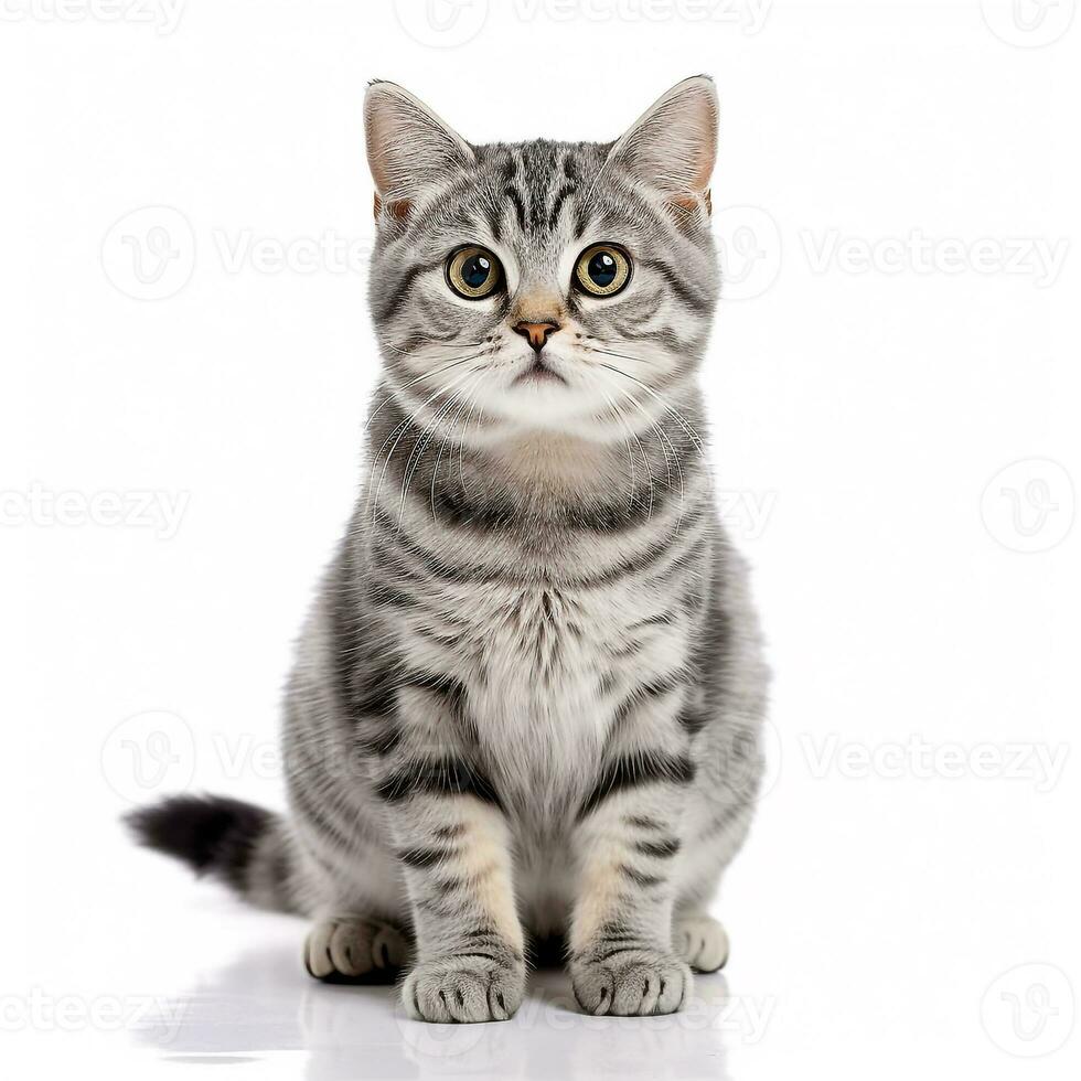 americano capelli corti gatto su bianca background.generative ai. foto