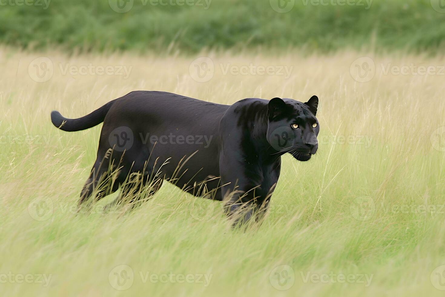 bellissimo ritratto di un' nero pantera di il giaguaro specie. neurale Rete ai generato foto