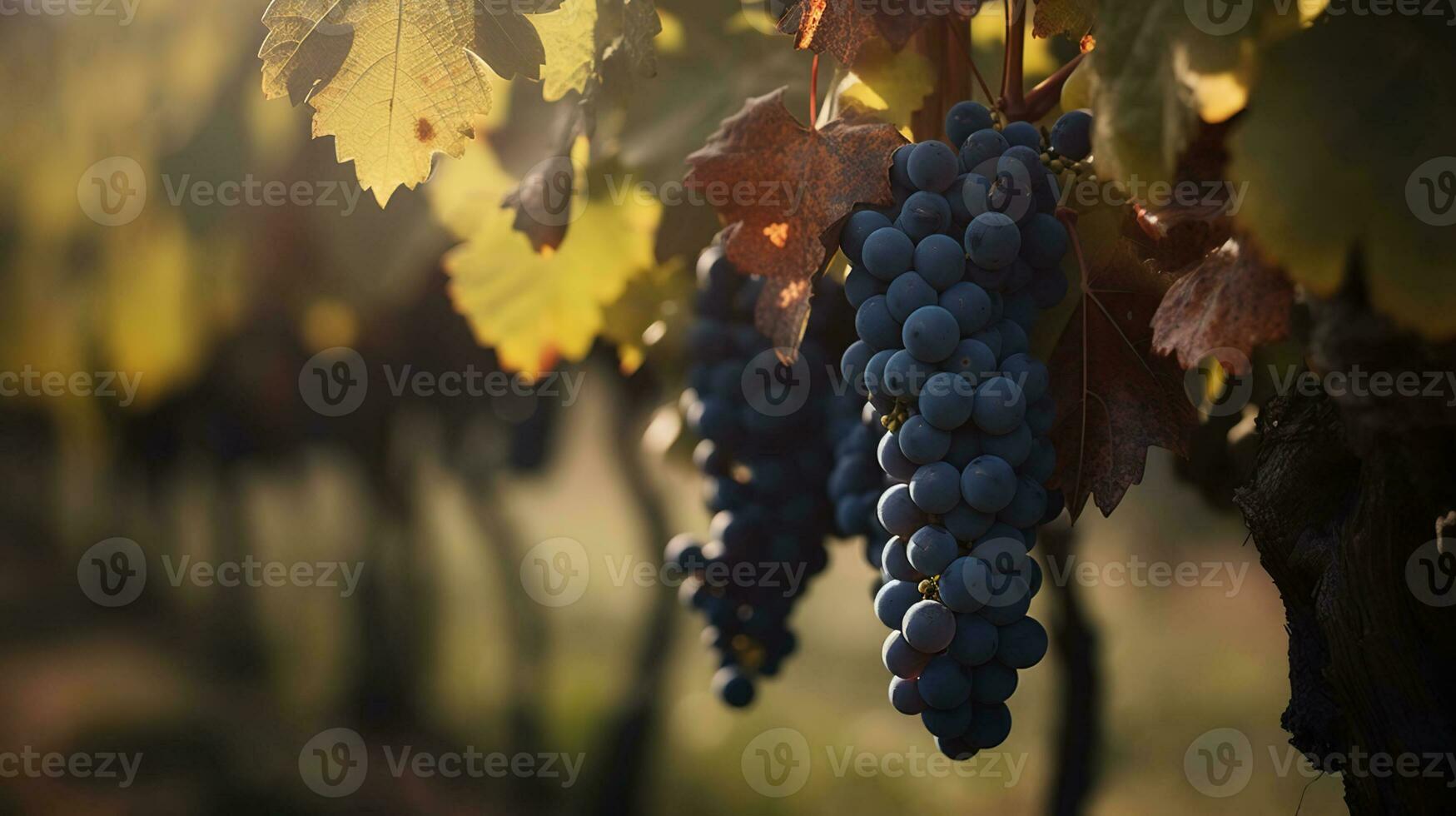 vigneto nel ottobre. grappoli di uva su rami. vicino su, copia spazio, sfondo. ai generativo foto