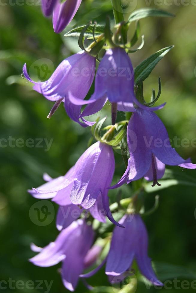 campanelli viola chiaro su uno stelo alto foto