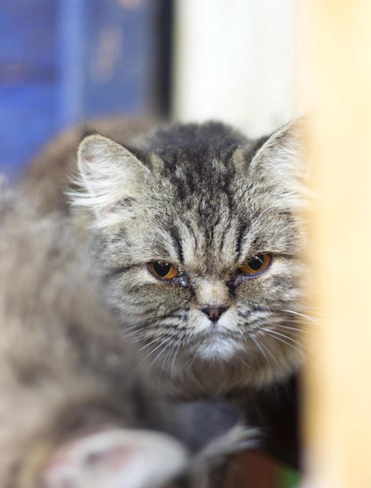 gatto grigio con occhi arancioni da vicino foto