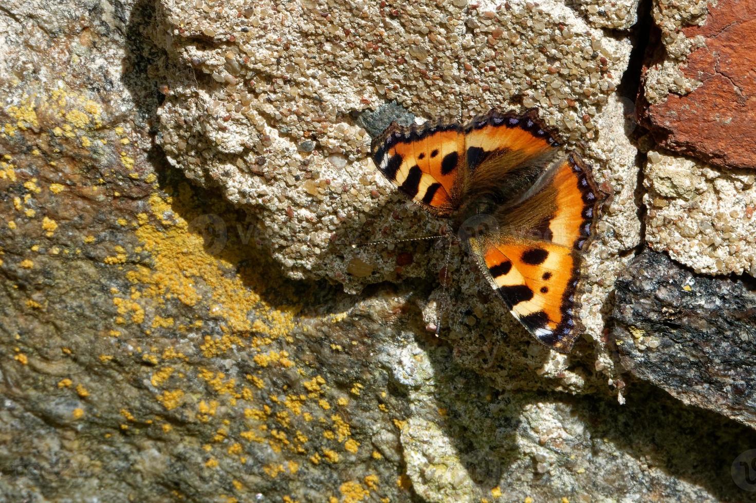 la piccola tartaruga è una colorata farfalla eurasiatica della famiglia nymphalidae. foto