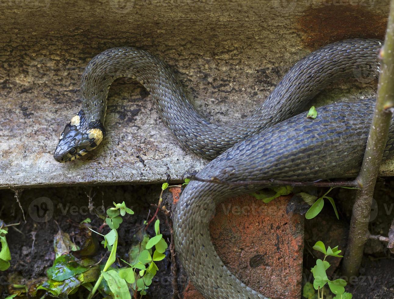 serpente dal collare, biscia nella natura, natrix natrix foto