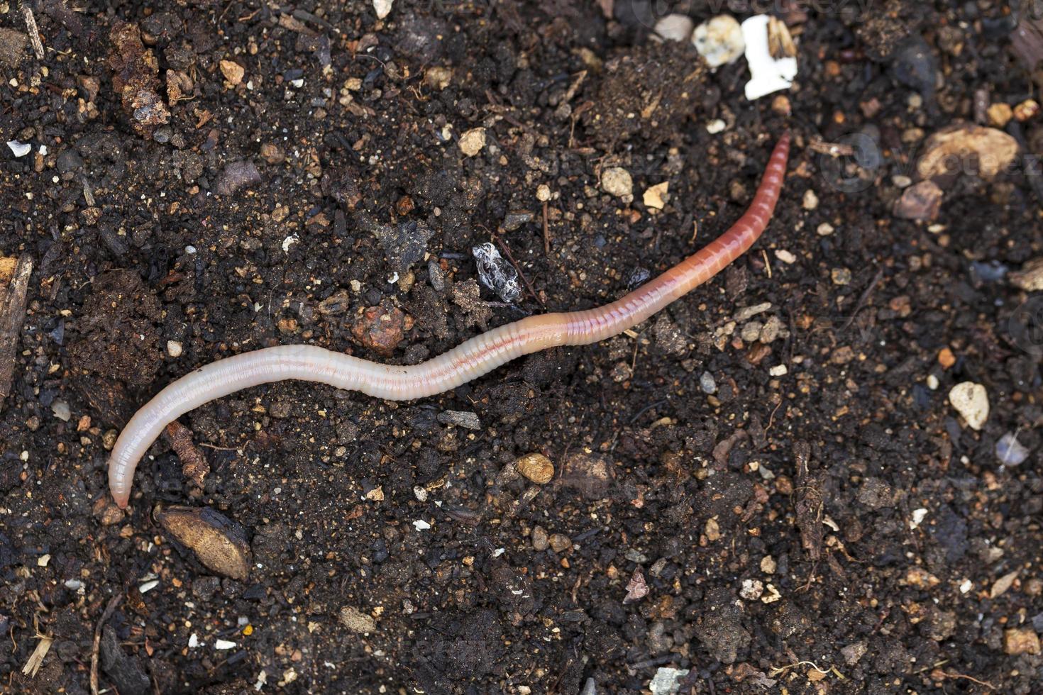 utile lombrico nella natura foto