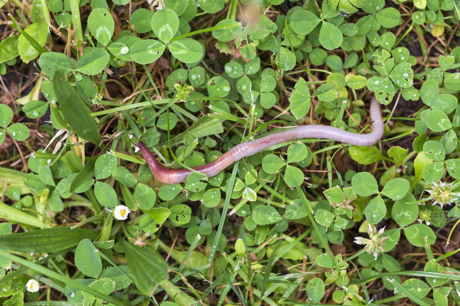 utile lombrico nella natura foto