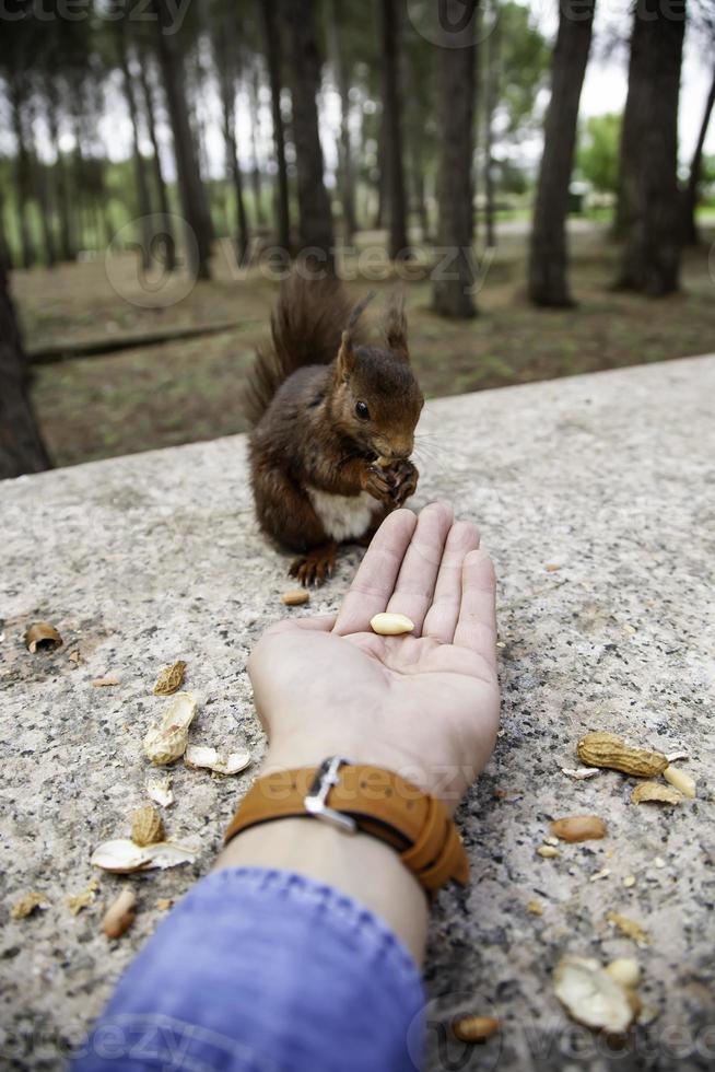 dare da mangiare a uno scoiattolo foto