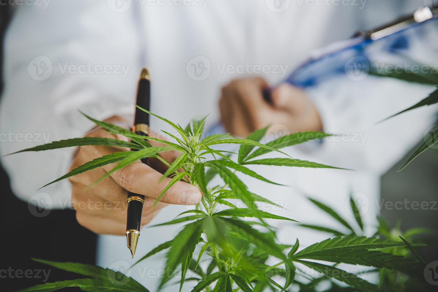 il dottore ha studiato cannabis, ricerca di estratti di olio di canapa per scopi medici, olio di canapa cbd. foto