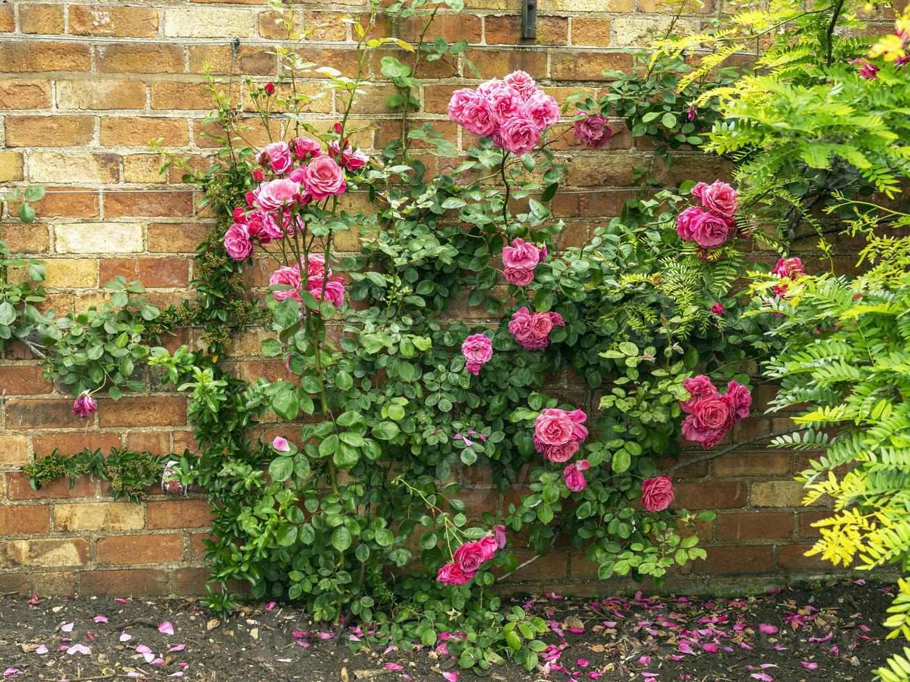 rose rampicanti rosa in un giardino recintato foto