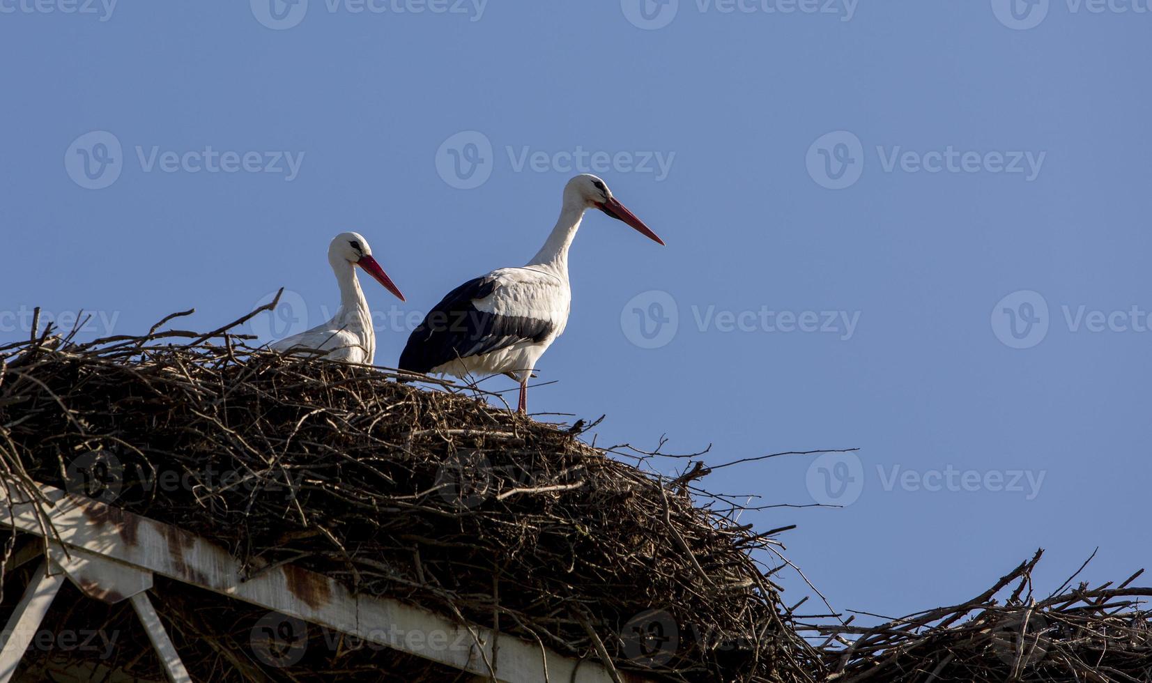 coppia di cicogne nel suo nido ad aveiro, portogallo foto