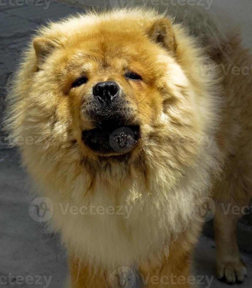 un cane chow chow, con lunghi capelli biondi a valencia, spagna foto