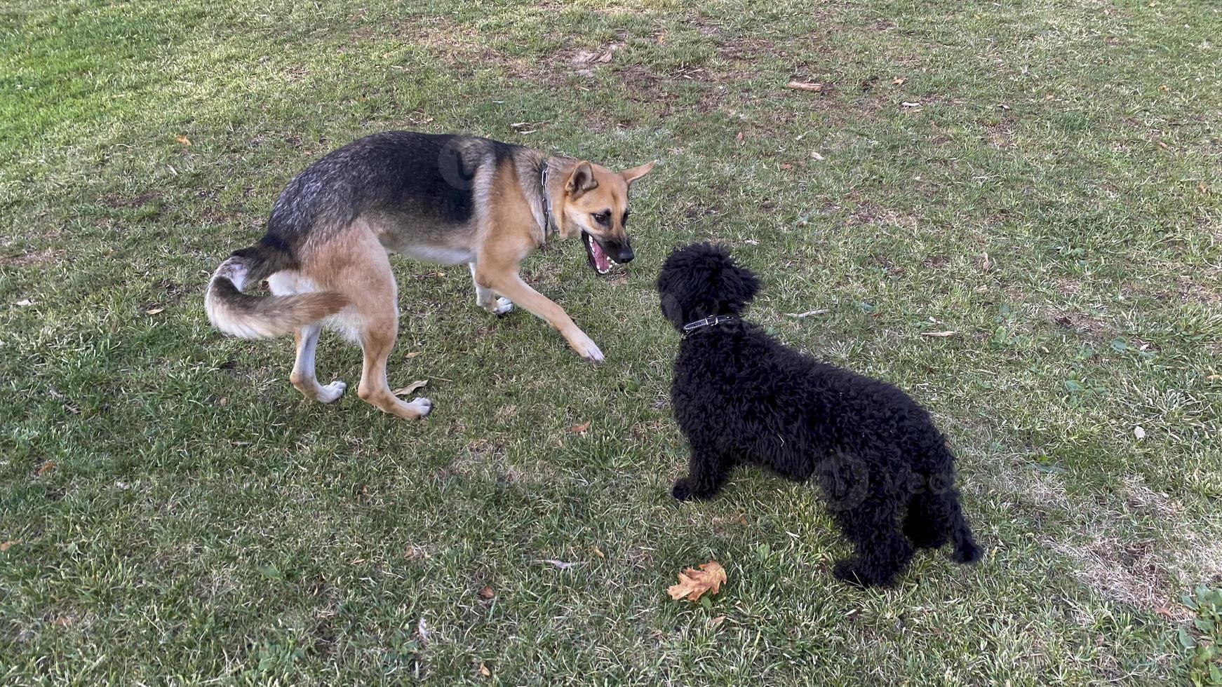 combattimento di cani nel parco di madrid rio, madrid, spagna foto