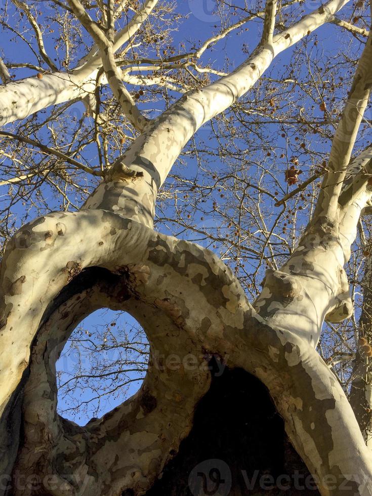 albero molto curioso con un buco nel tronco, nel parco di casa de campo, madrid, spagna foto