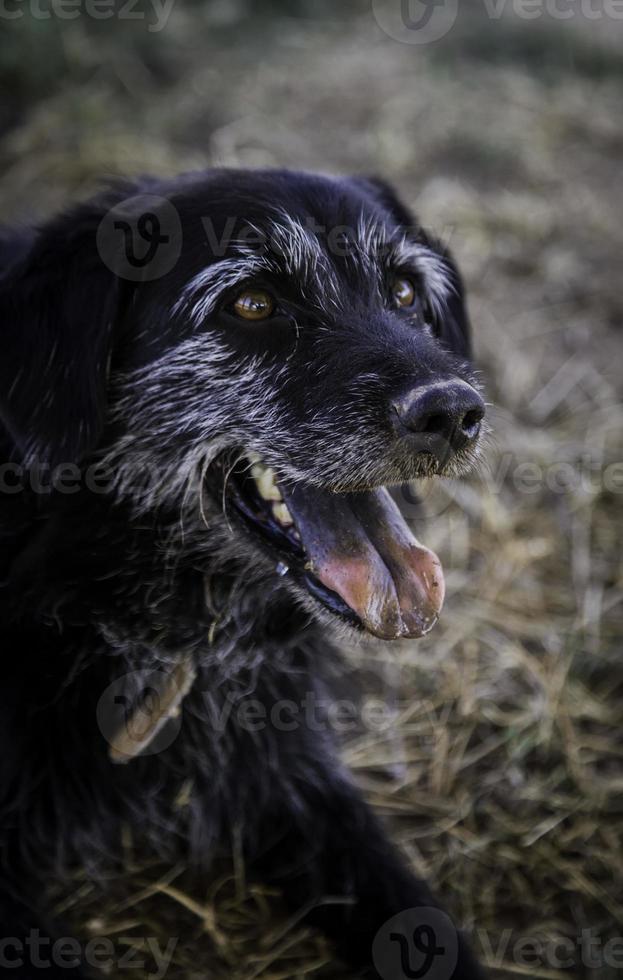 cani abbandonati foto