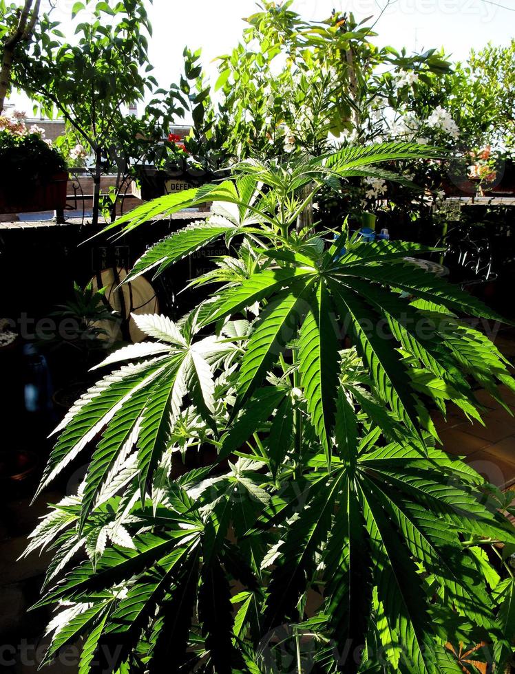 coltivazione di cannabis su una terrazza a madrid foto